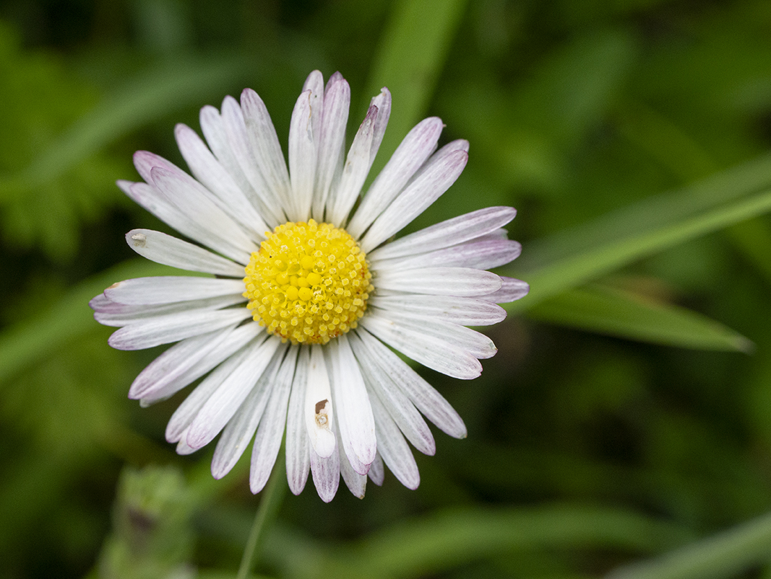 IMAGES\Madelief (bellis perennis)\P1280171_sm.jpg